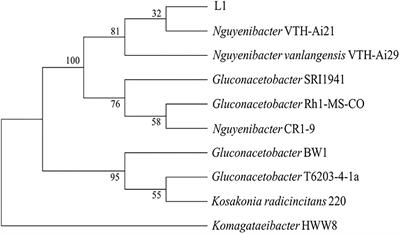 Secretion of Gluconic Acid From Nguyenibacter sp. L1 Is Responsible for Solubilization of Aluminum Phosphate